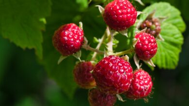 Tips for Growing Crisp and Delicious Harvests: Raspberry Plants