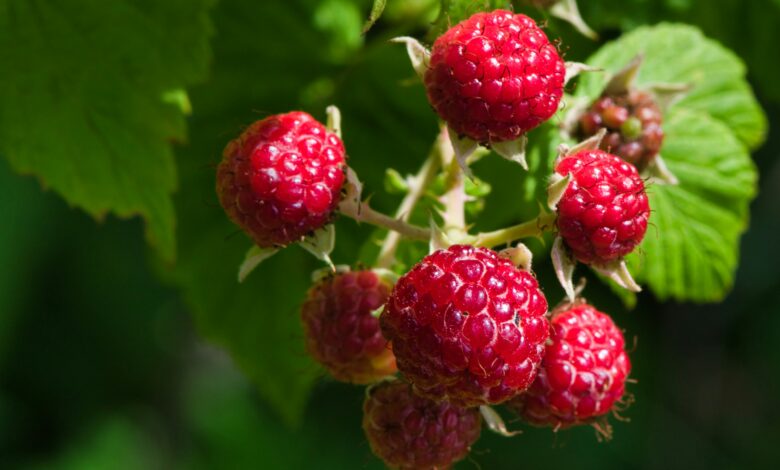 Tips for Growing Crisp and Delicious Harvests: Raspberry Plants